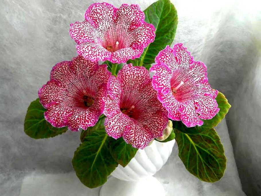 Однолетки Сальвия