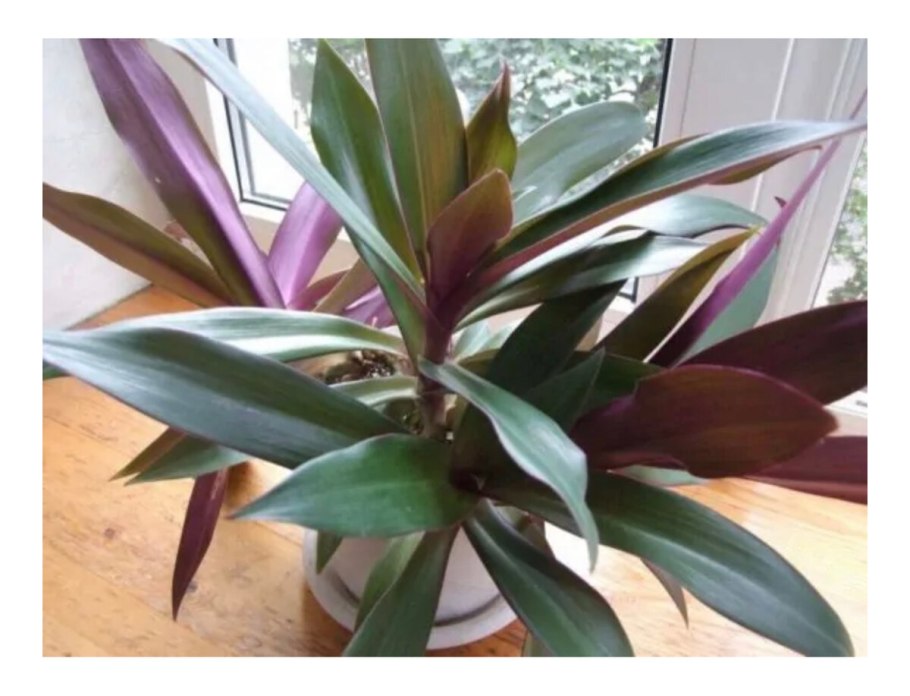 Молочай беложильчатый (Euphorbia leuconeura)