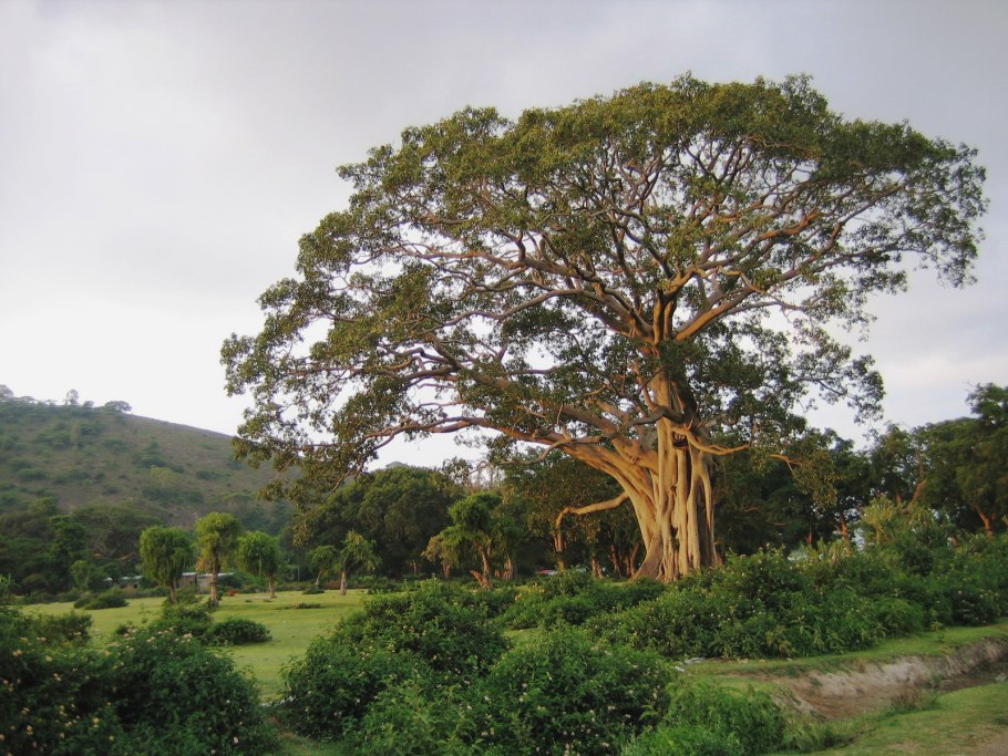 Деревья Индии Саловое дерево