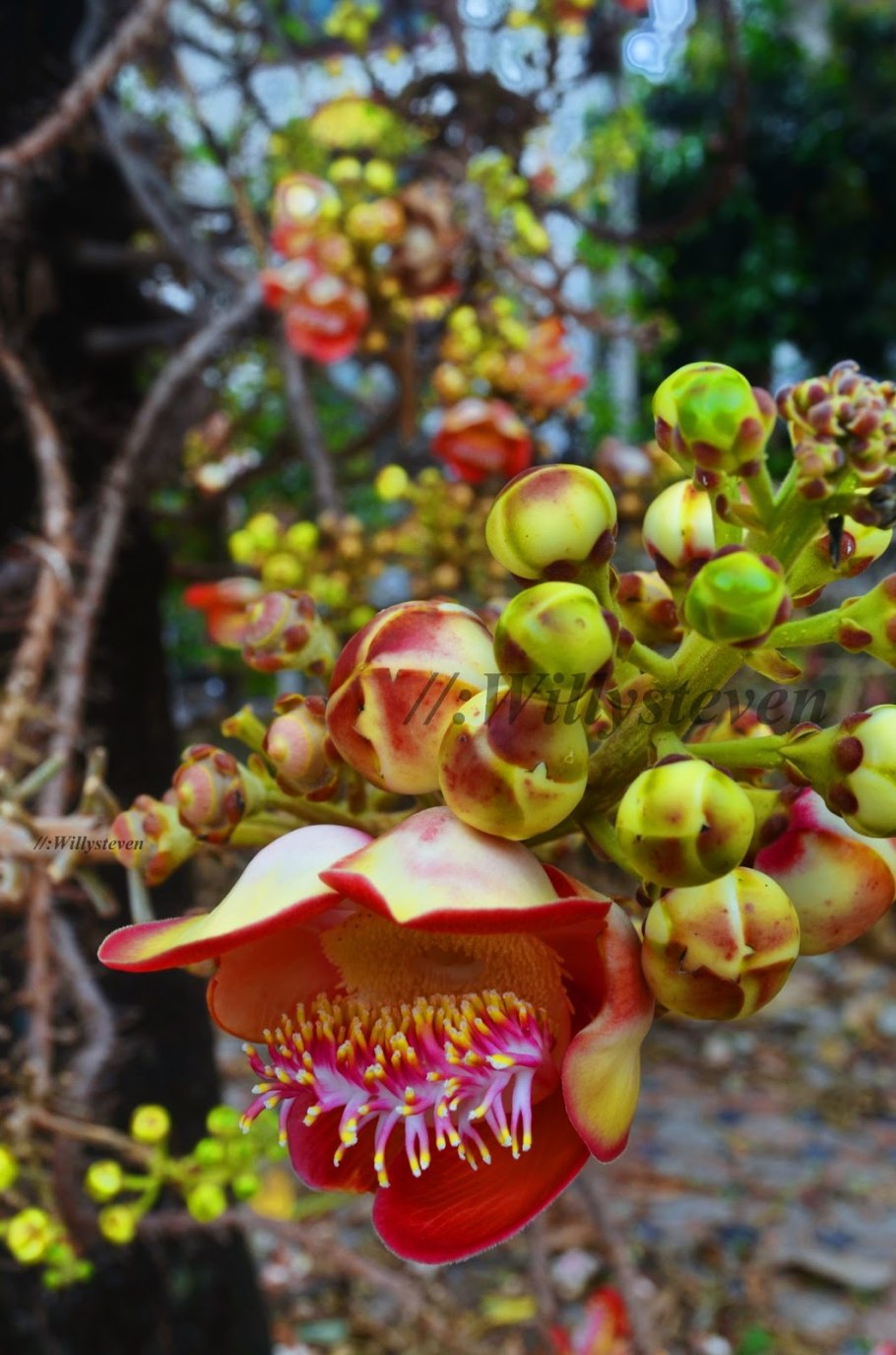 Диптерокарповые деревья