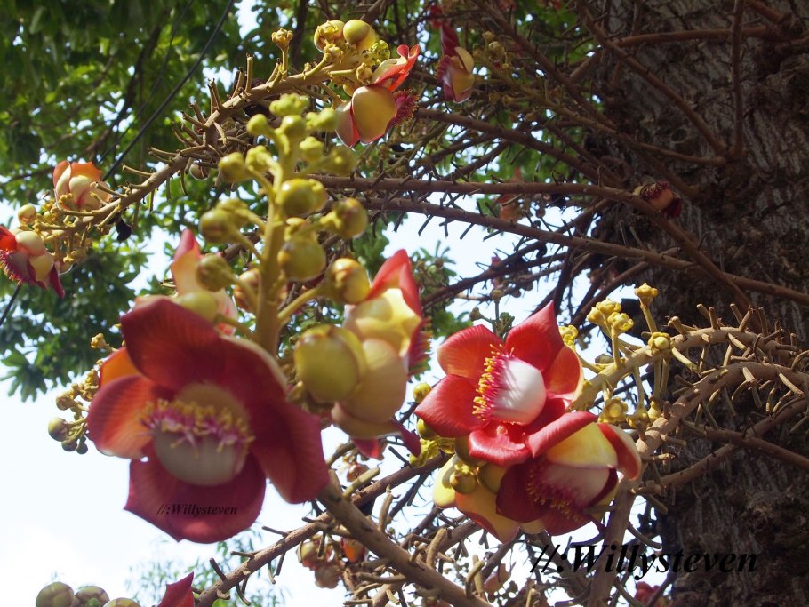 Сал дерево в Индии