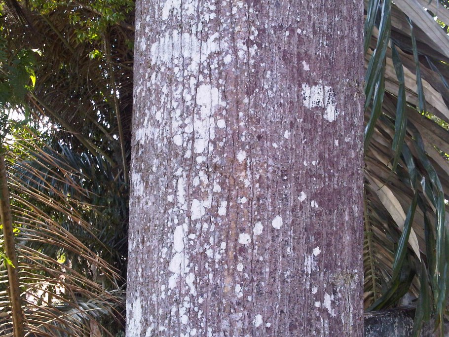 Шорея исполинская дерево