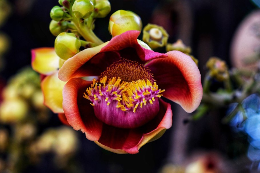 Neem дерево Индия