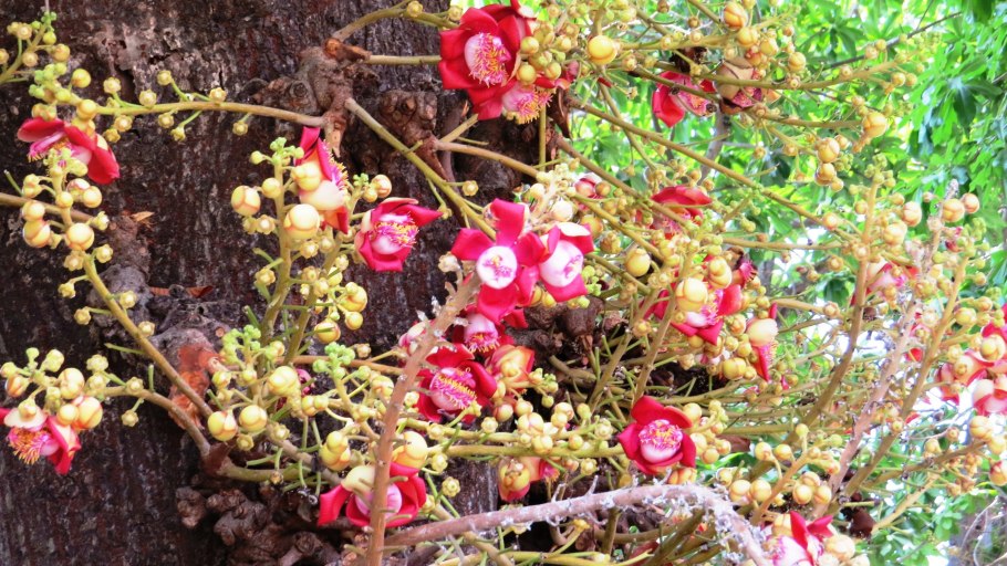 Шорея исполинская