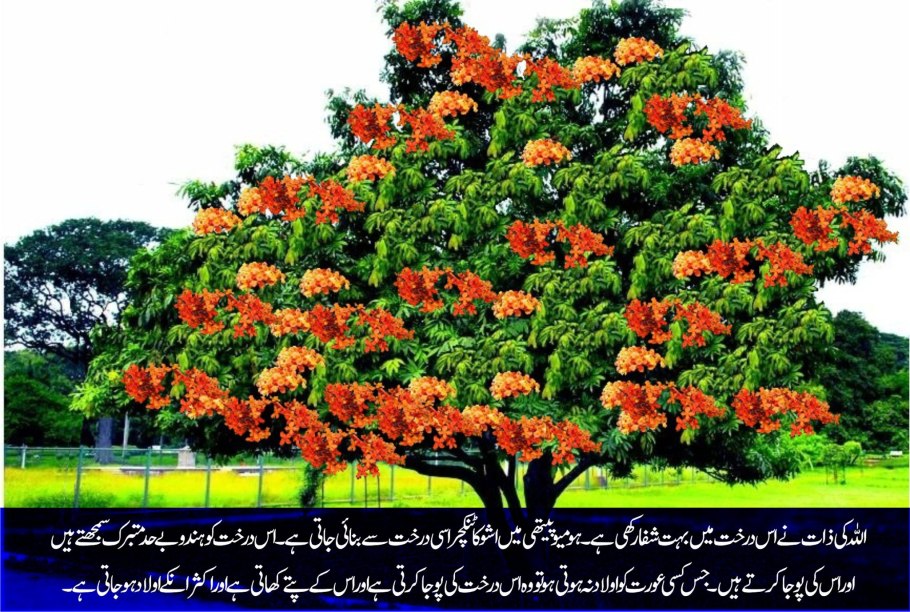 Шорея исполинская