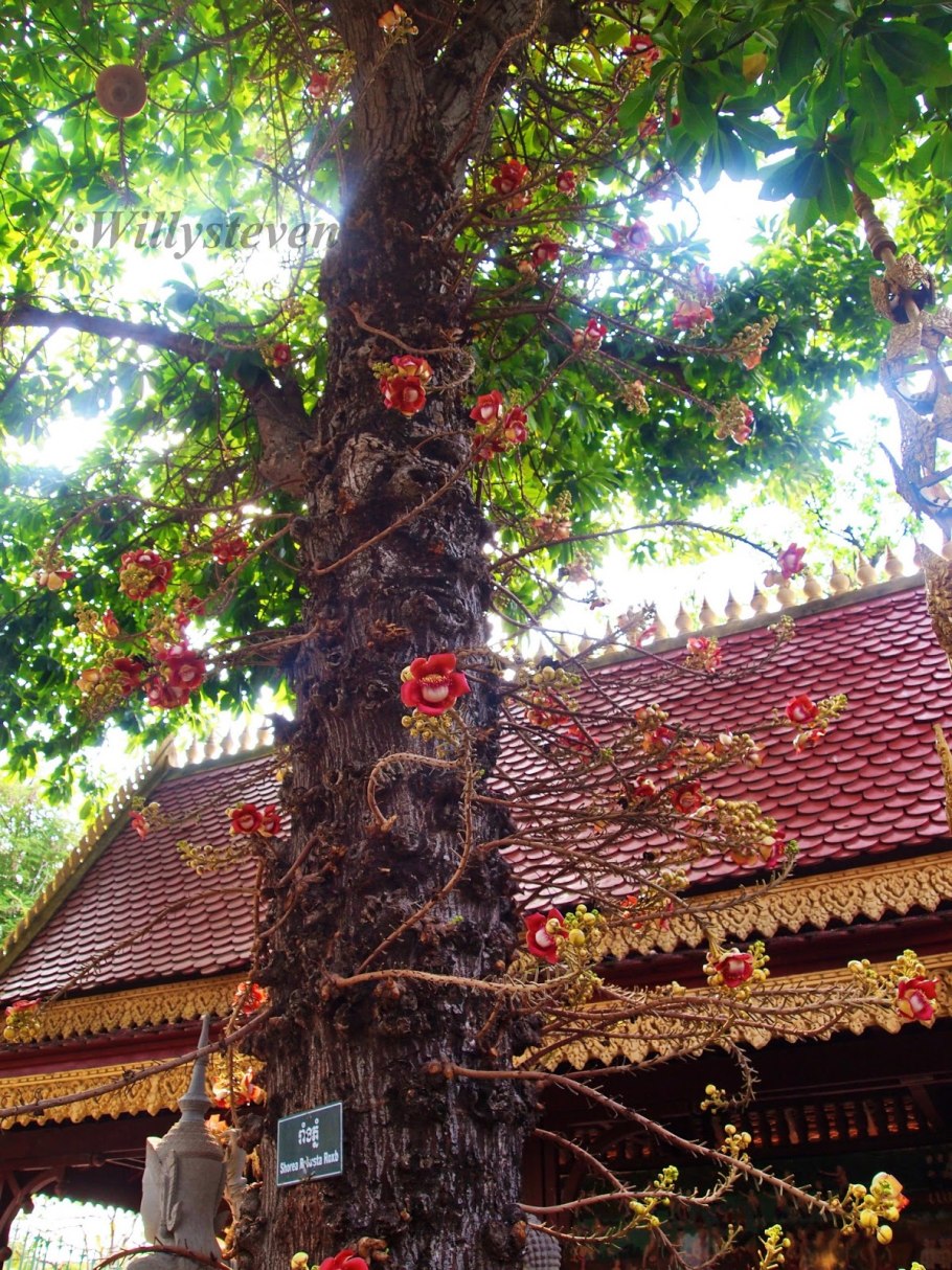 Зонтичная Акация в Африке