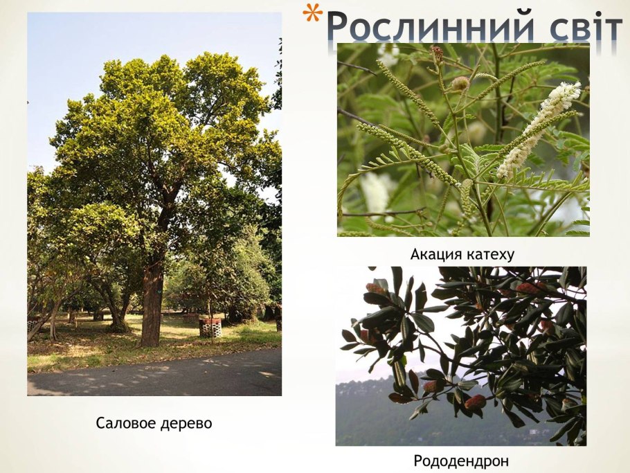 Сал (Shorea robusta)