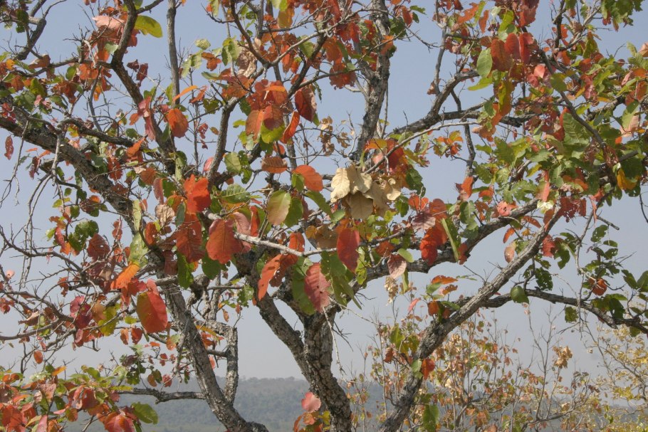 Дерево нима