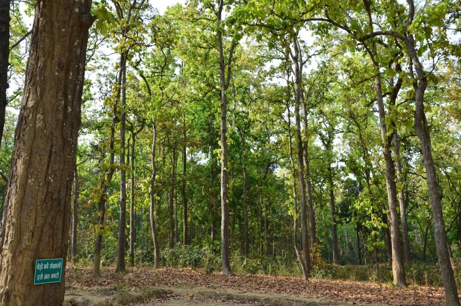 Шорея исполинская