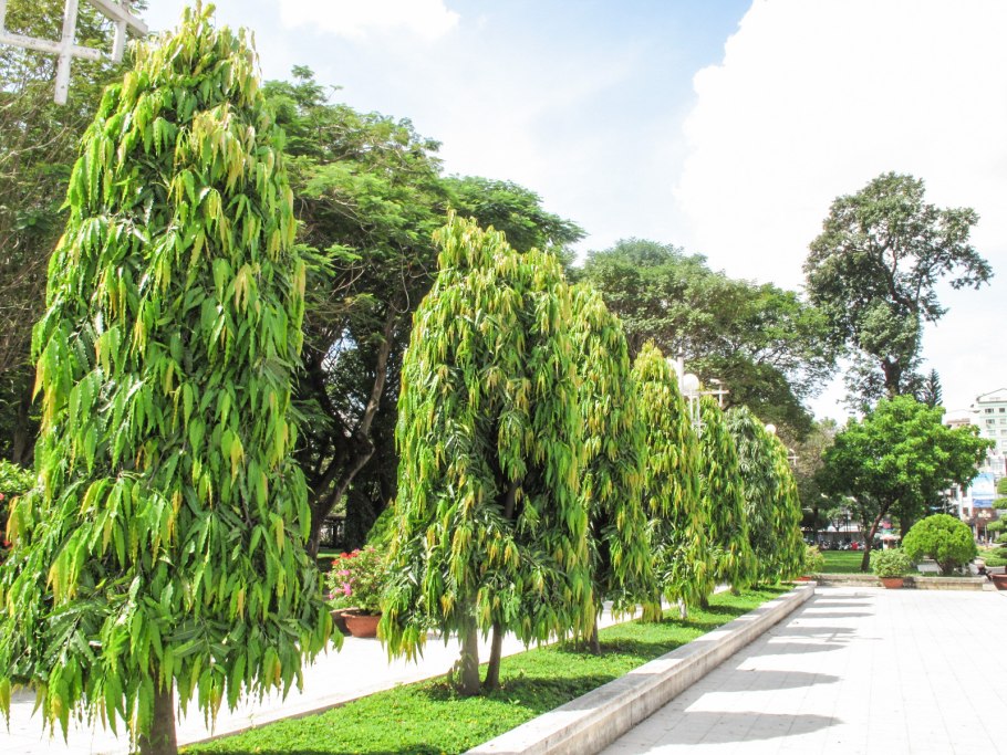 Акация Силк Пинк