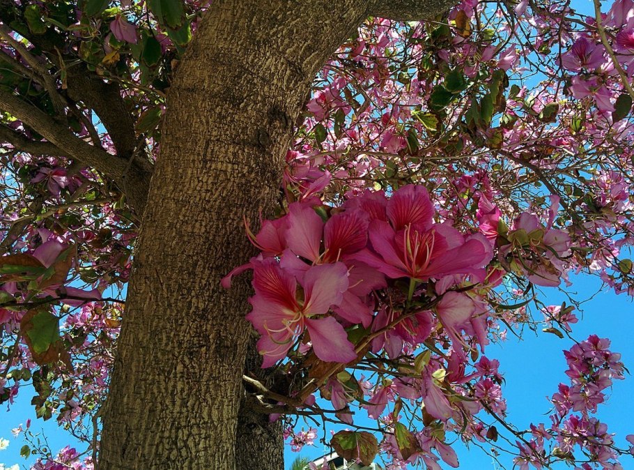 Shorea robusta дерево