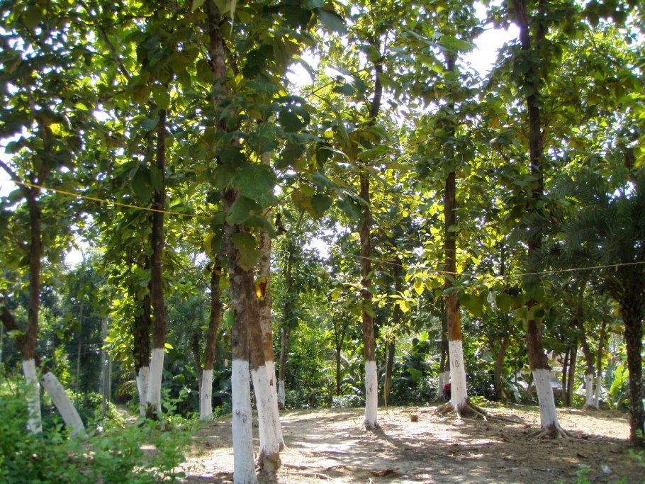 Курупита гвианская