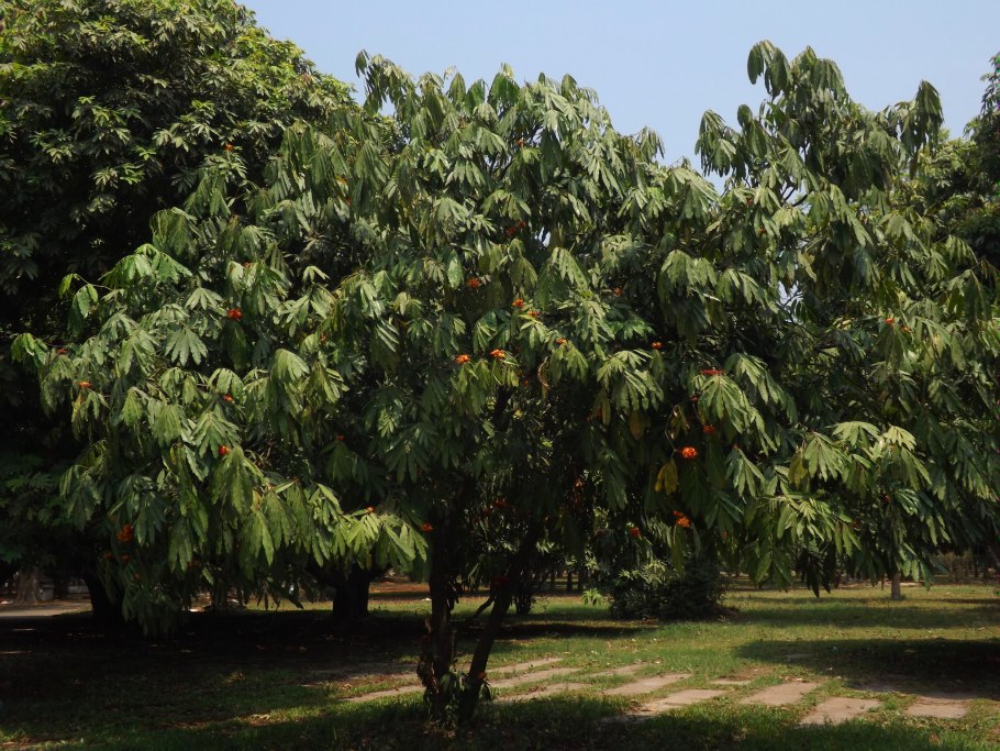 Диптерокарповый лес