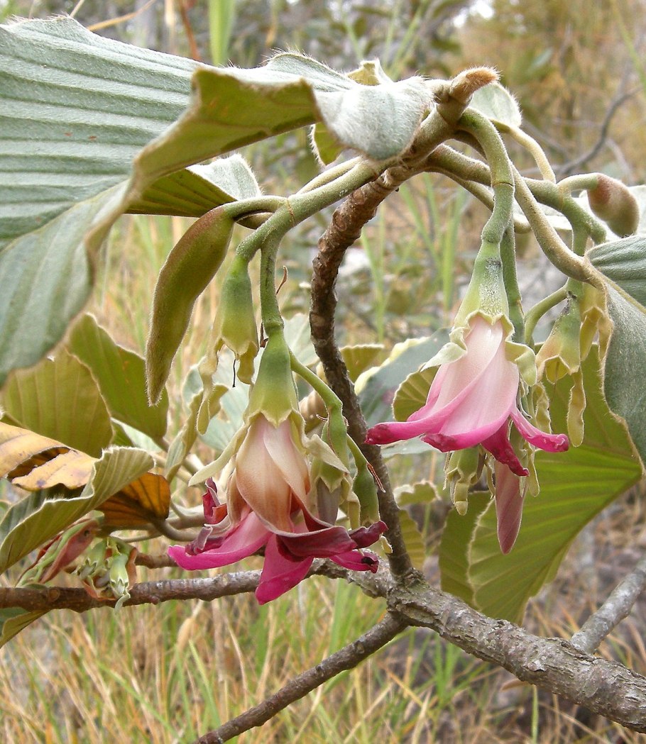 Великий Баньян дерево
