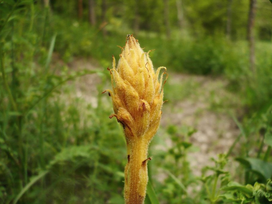 Заразиха волчок