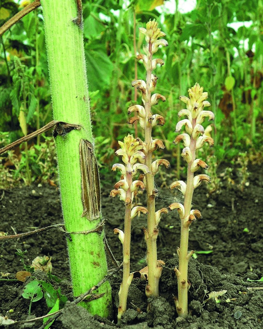 Заразиха (Orobanche