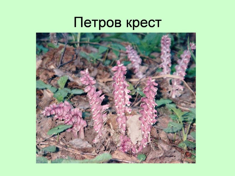 Петров крест заразиха паразиты