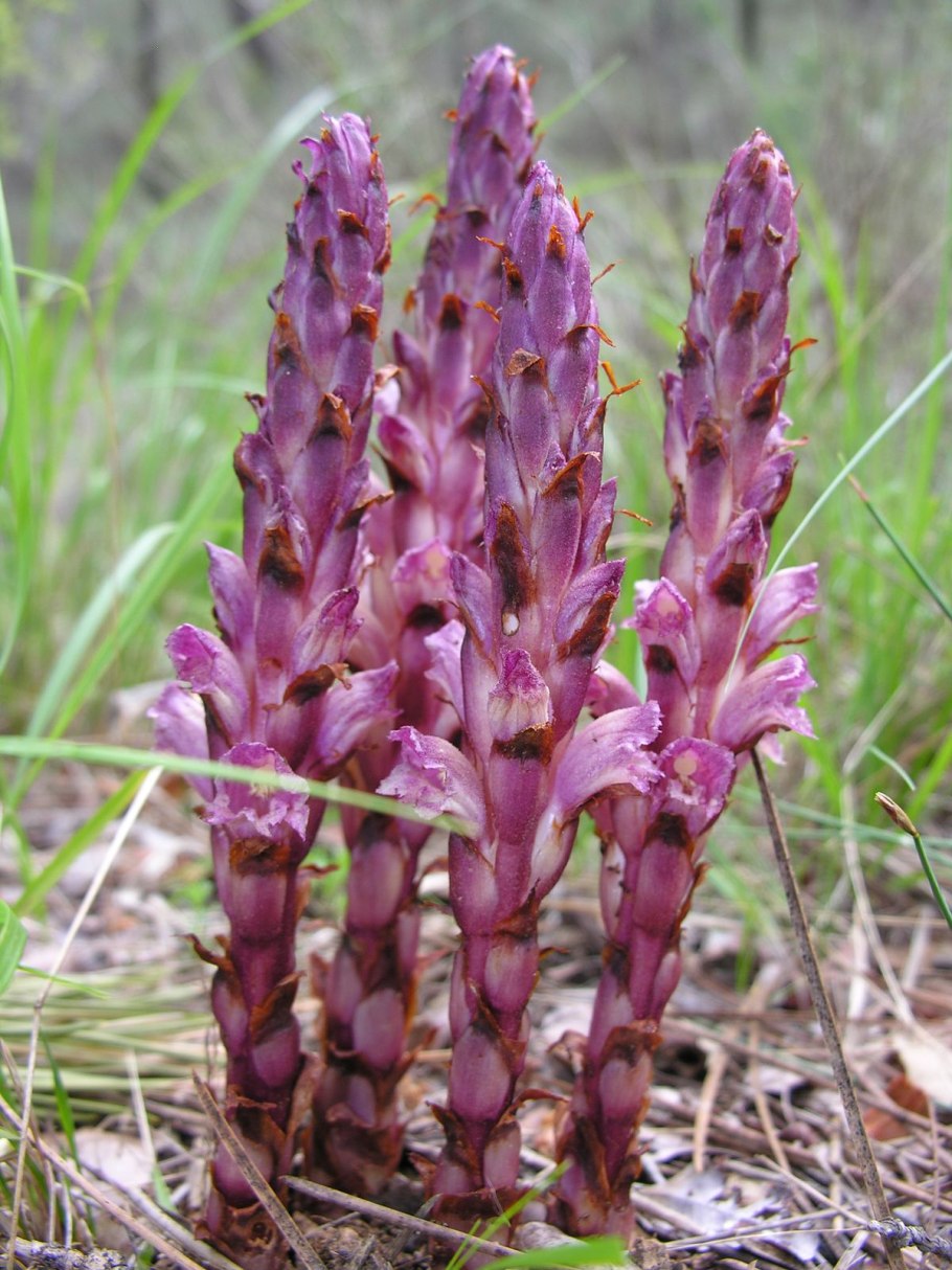 Заразиха (Orobanche