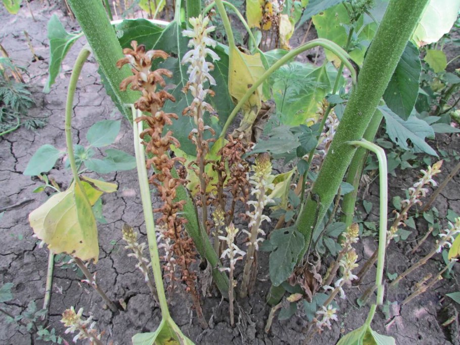 Заразиха бледноцветковая