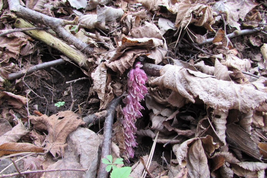 Трава крестики Забайкалье