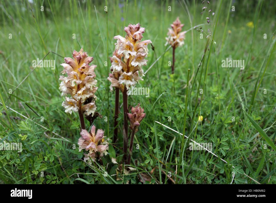 Заразиха Эльзасская