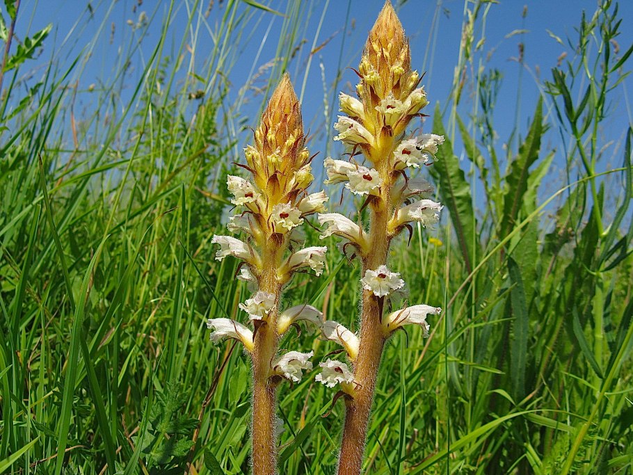 Заразиха (Orobanche