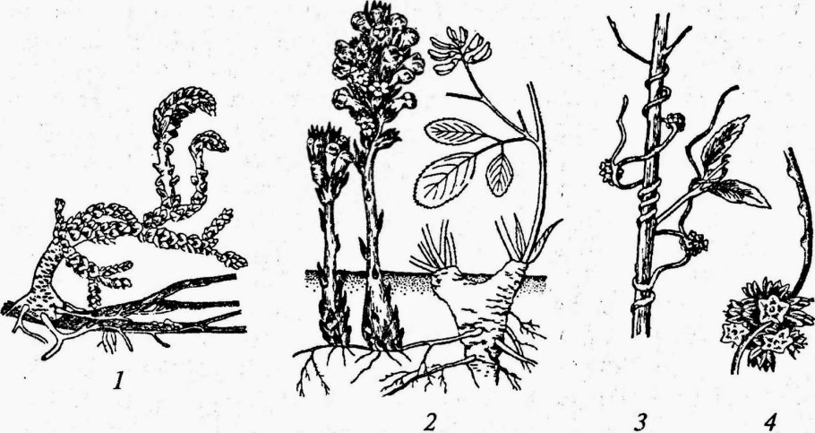 Повилика заразиха Петров крест