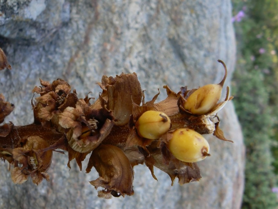 Заразиха семена