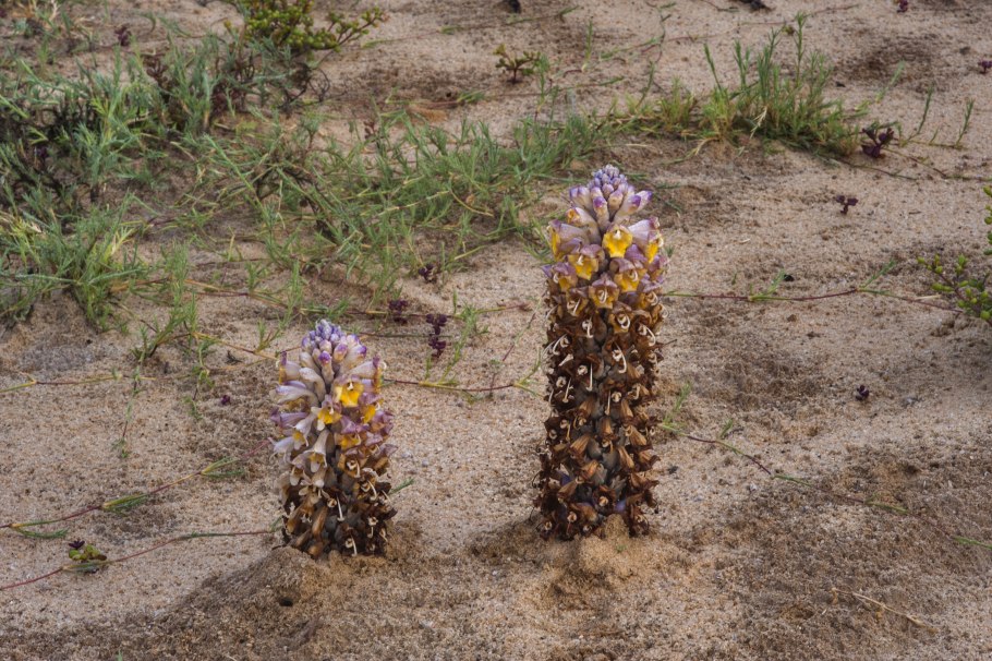 Заразиха синеватая