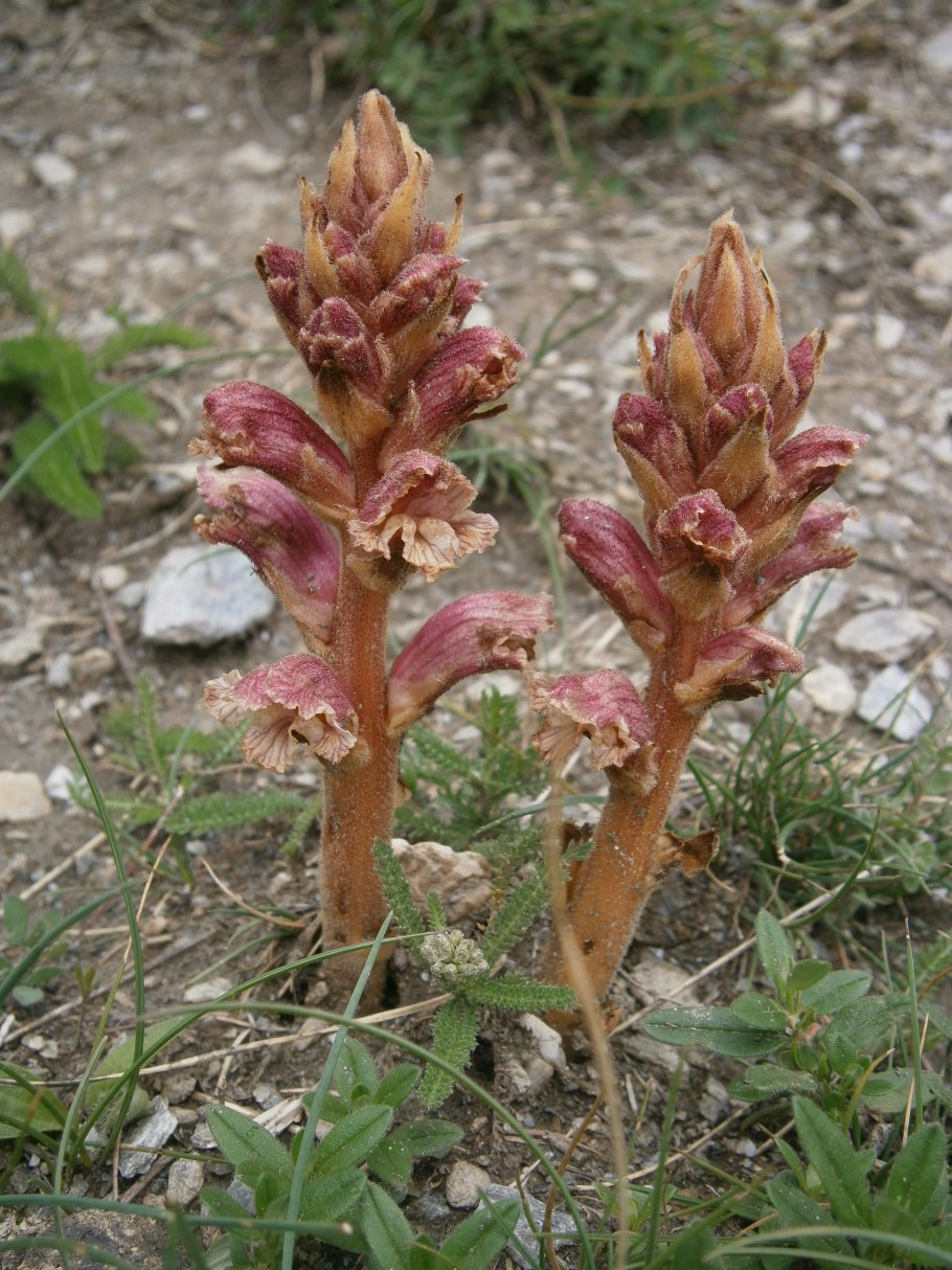 Orobanche Alba