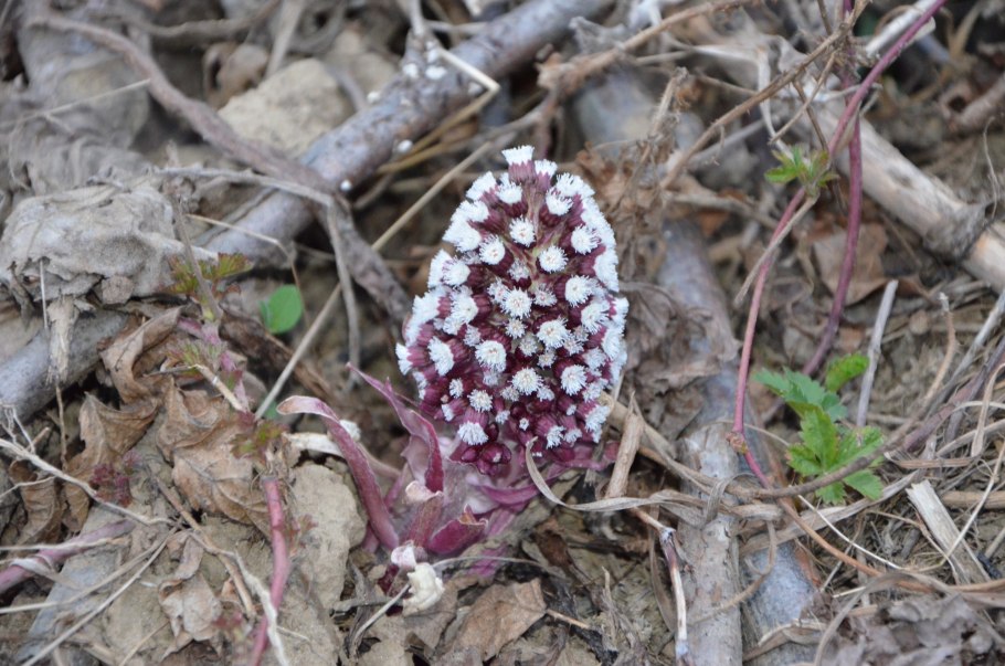 Грибы предгорья Северного Кавказа