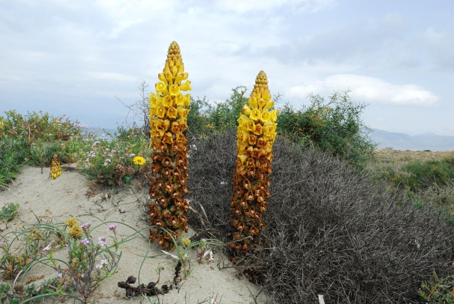 Orobanche hederae