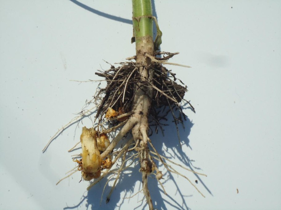 Заразиха корни