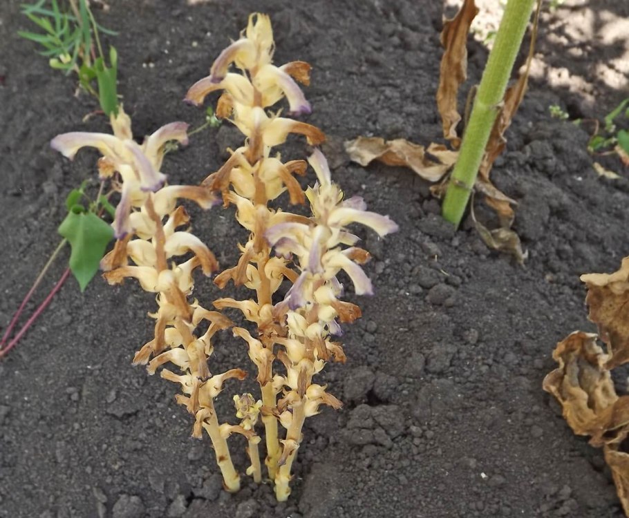 Сорняк заразиха подсолнечная