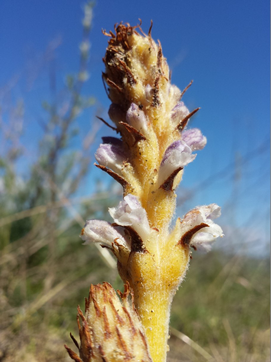Растения-паразиты Лесные