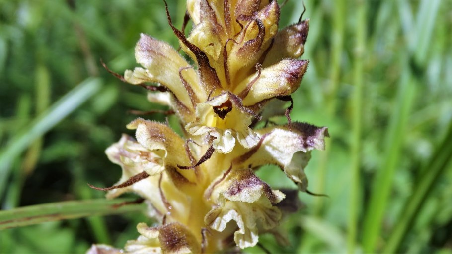 Заразиха гетеротроф