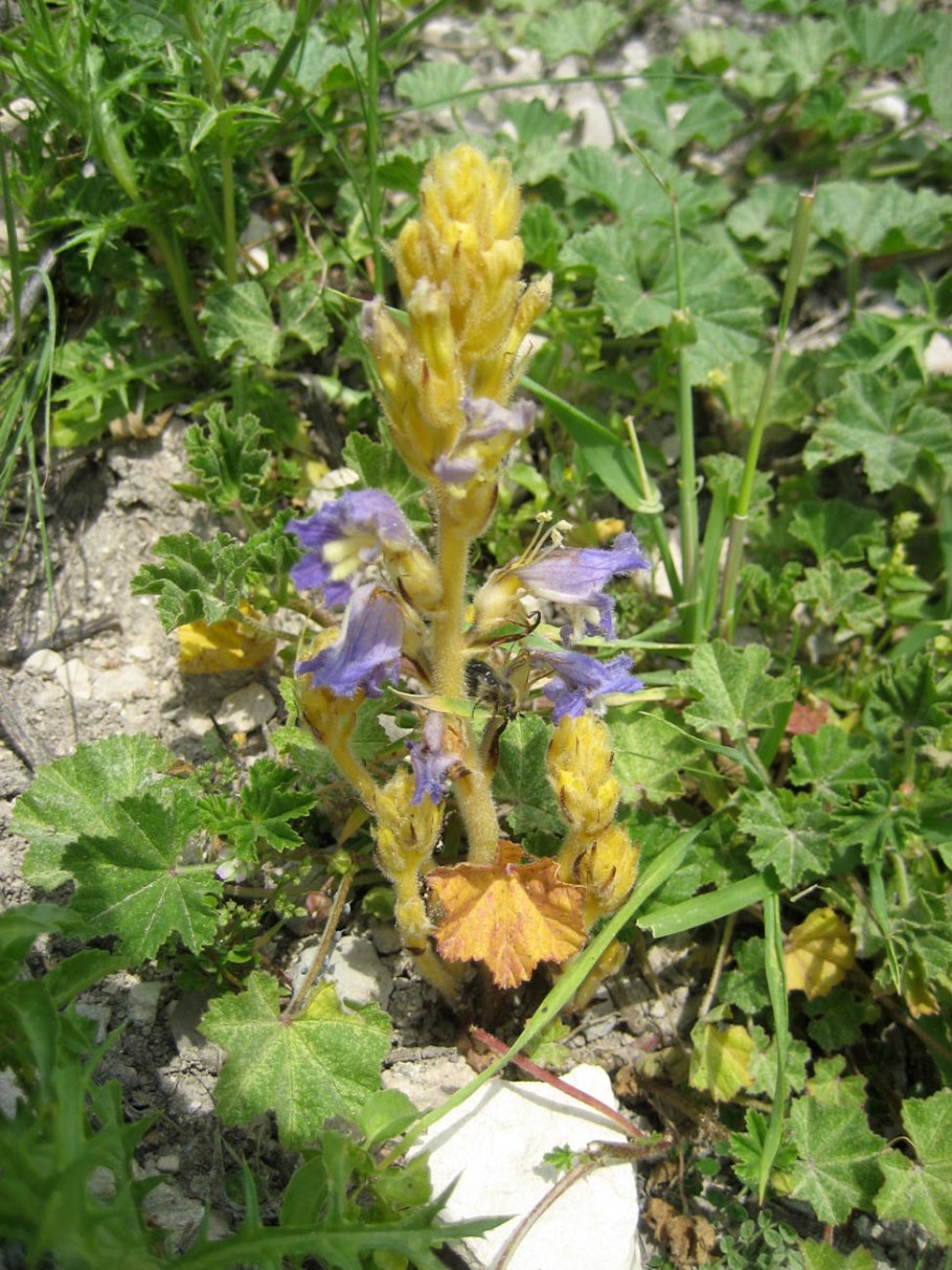 Заразиха конопляная