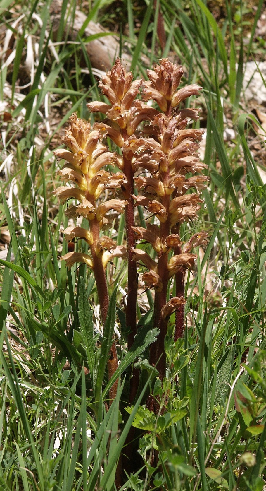 Orobanche lutea