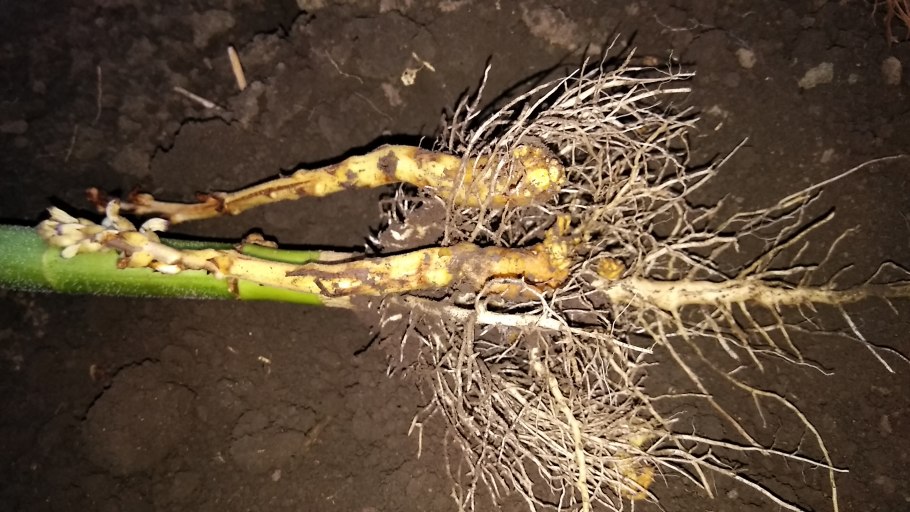 Подсолнечник реснитчатый карантинный сорняк