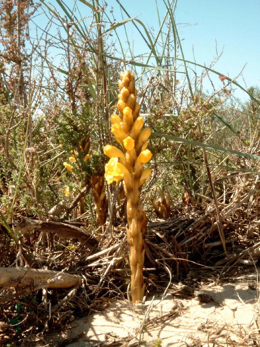 Заразиха цистанхе