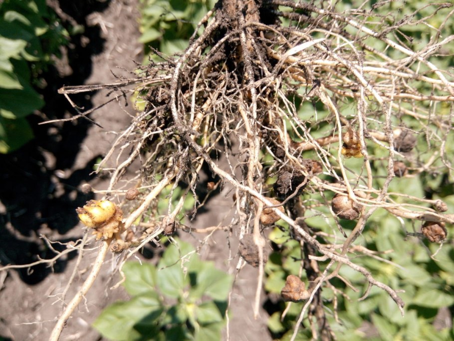 Петров крест чешуйчатый