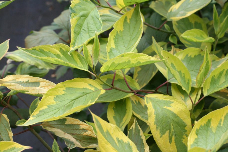 Дерен желтоокаймленный Шпета