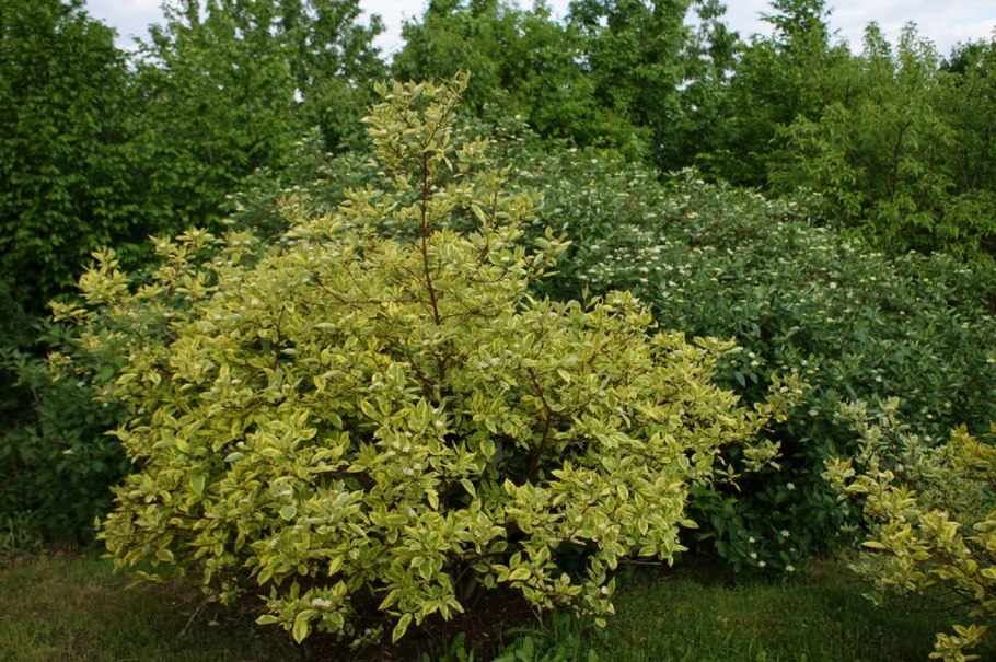 Дерен белый Шпета