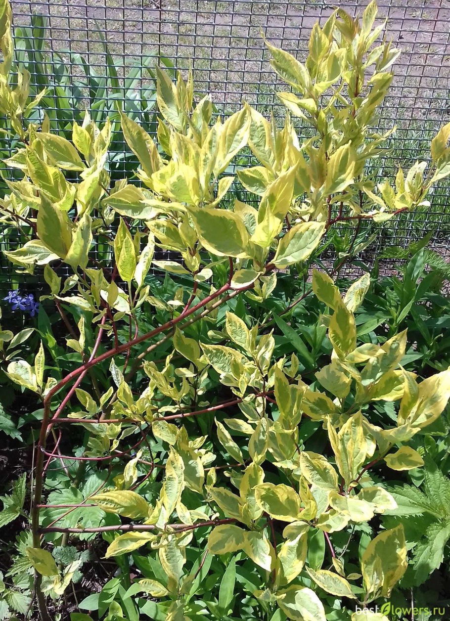 Дерен белый Гоучаулти