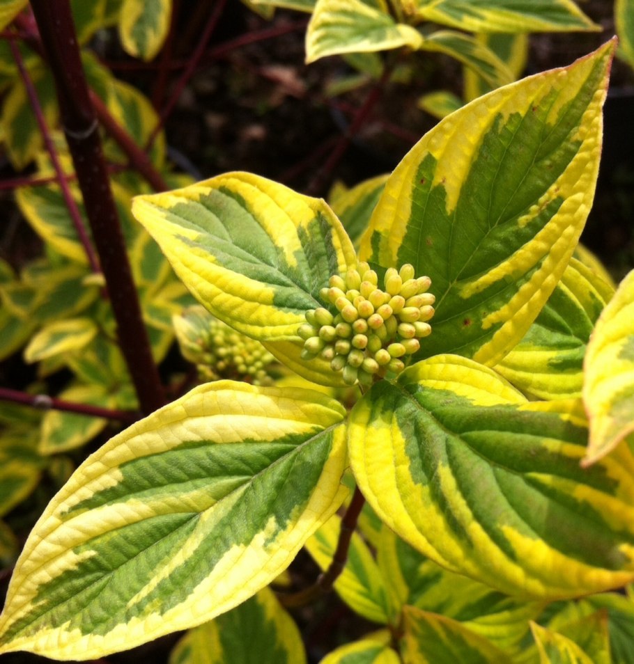 Дерен Шпета куст