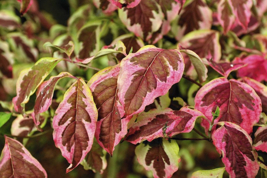 Дерен Cornus Alba 'Kesselringii'