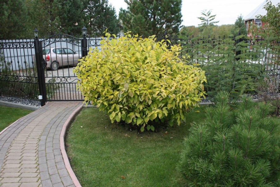 Дерен белый (Cornus Alba &#96;Aurea&#96;)
