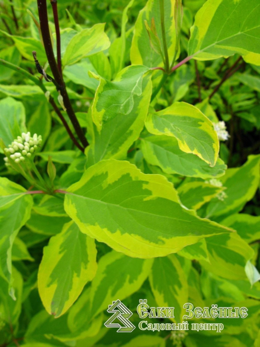 Дерен Ауреа