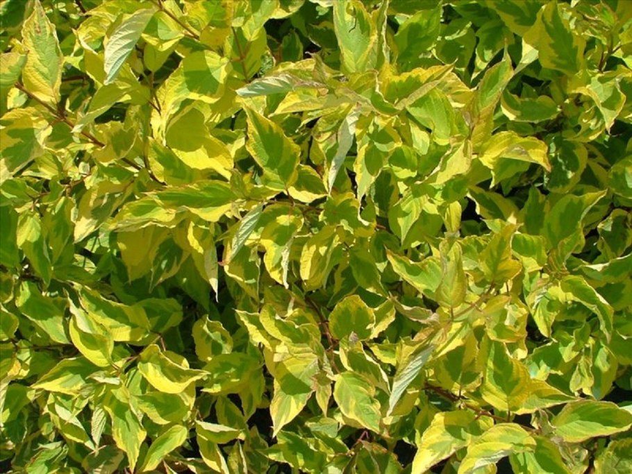 Дерен белый (Cornus Alba &#96;Spaethii&#96;)