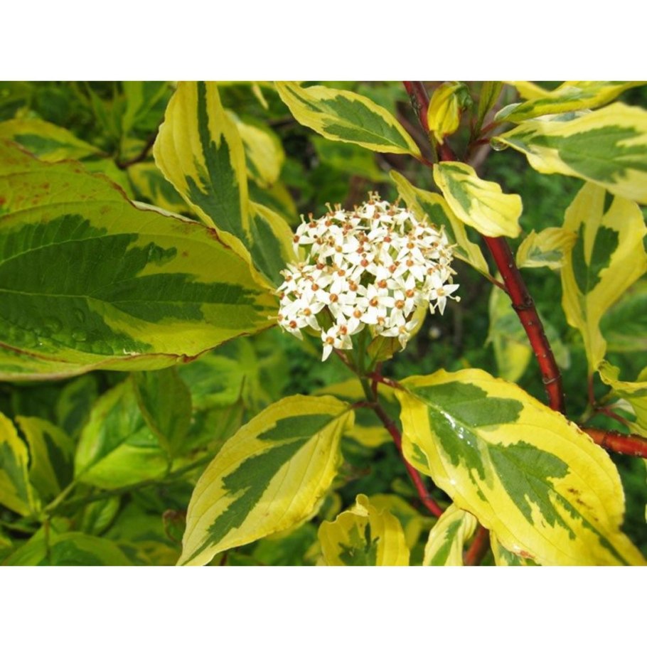 Cornus Alba Spaethii